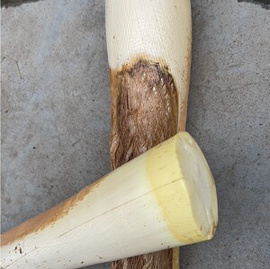 现砍新鲜甜棕树心棕树尖棕榈芯棕树头棕榈心棕榈树树心1个包邮