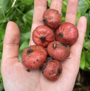 地枇杷野生地石榴地瓜儿地石榴野生地果儿新鲜儿时的味道地方果果