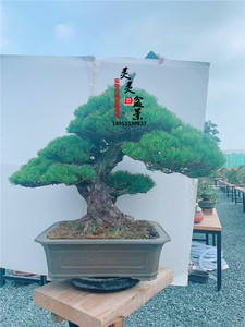 黑松盆景大阪松老桩五针松盆景日本进口锦松黄山松 一物一拍_阿里巴巴