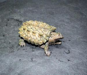 000人付款淘宝18cm顶级变异大鳄 非家养原色大理石白金wg变异大鳄龟 g