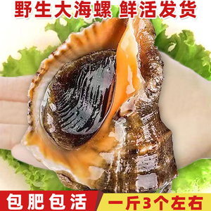 超大野生大海螺鲜活海鲜水产特大海螺鲜活新鲜花螺包活1斤装顺丰