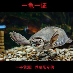 猪鼻龟活体深水龟幼龟沉底猪鼻龟活龟热带观赏龟吃垃圾清理鱼缸龟