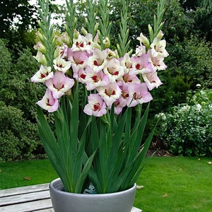 剑兰种球4球花卉种子籽唐菖蒲球根阳台庭院盆栽四季种植观花植物