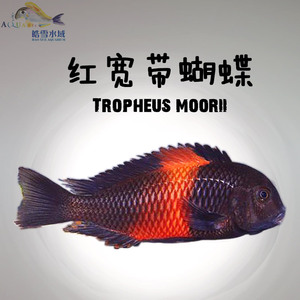 三湖慈鲷坦鲷红宽带蝴蝶淡水热带观赏鱼红宽鱼包活体