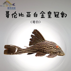 哥伦比亚白金皇冠豹 哥白 南美异型鱼 异形鱼 热带鱼 l190 阿童木