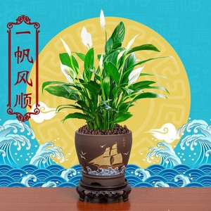 一帆风顺花白掌