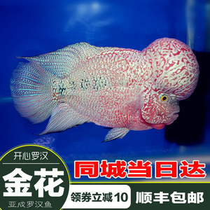 泰国进口金花罗汉鱼亚成活体红底金花罗汉鱼泰金罗汉鱼起头包邮