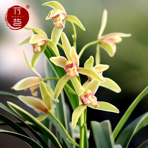 兰花矮种金兰大果冠艺建兰浓香兰花卉名贵盆栽带花苞植物