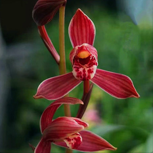 【粉丝福利】3折特惠金边桌面兰花盆栽带盆栽好浓香红花绿植花卉