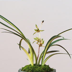 【金奖墨兰】兰阳之松 名贵兰花苗墨兰金边草浓香客厅高档花