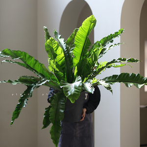 蕨类植物鸟巢蕨