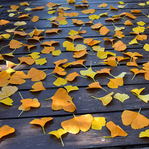 单片仿真银杏叶秋天黄色假树叶仿真落叶摄影铺地场景布置银杏叶子