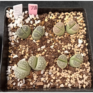 c271青瓷玉 / 78#/ 双头 多肉 生石花 番杏科 一物一拍/ 满百包邮