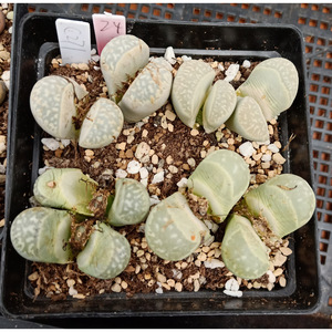 c271 青瓷玉 / 24#/ 双头 编号生石花 屁股花 番杏 多肉 一物一拍