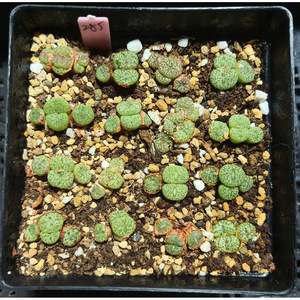 安贞 群生 285#/ 安珍 肉锥 番杏科 特价 多肉植物 一物一拍