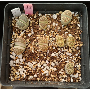 c300 丽虹玉 双头 / 55#/ 生石花 番杏科多肉 一物一拍/ 满百包邮