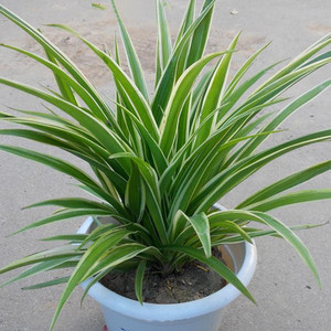 四季常青青叶宽叶金边吊兰金心吊兰包邮盆栽植物金鱼吊兰绿植室内