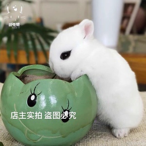 侏儒兔宠物兔子活物小型凤眼海棠活体迷你西施猫猫纯种进口血统兔