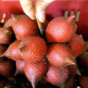 蛇皮果新鲜泰国