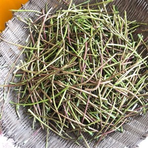 江西鄱阳湖野生新鲜黎篙去根去叶黎蒿野生蔬菜野菜三斤装