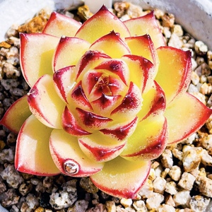 麦田珍妮钻石叶片日系多肉金色一物一拍迎铁粉多肉植物韩国直发