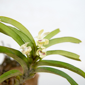 匠人花圃香花矮万代兰浓香型有玫瑰花栀子浓花香雨林缸植物矮小兰