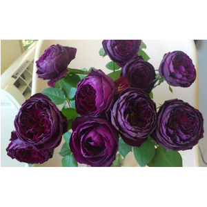 皇宫 紫黑的包子 枝条细软大花浓香月季花 盆栽花卉