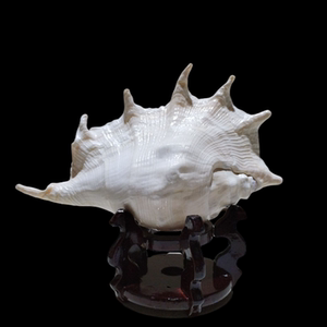 海螺摆件客厅