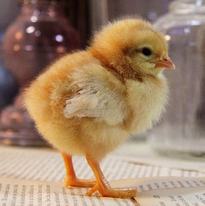 (20只装另送3只)小鸡活苗 小鸡仔 土鸡苗 三黄鸡苗 鸡苗活体