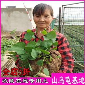 金不换植物山乌龟