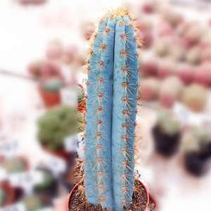 蓝衣柱仙人球蓝色仙人柱开花好养趣味防辐射植物盆栽窗台招财老桩