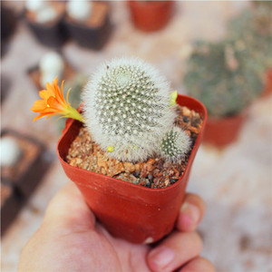 稀有仙人球超大