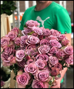 花隐园艺家|欧月 蒙特马特复古色大花多季开花盆栽月季苗对版玫瑰