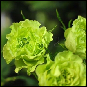 花隐|欧月 超级绿色 大花波浪边切花玫瑰盆栽月季花苗多季节开花