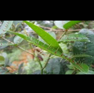 两面针药材种苗扦插两边针双背针花椒刺入地金牛树苗包邮华枫苗木2