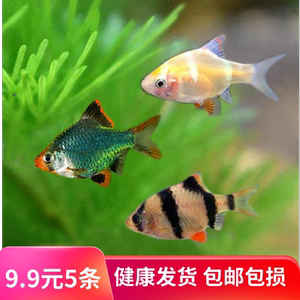 热带鱼小型鱼群