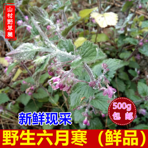 新鲜六月寒 现采野生路边梢500克化骨丹黄剌泡风寒草金线风野薄荷