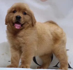 出售纯种金毛幼犬活体宠物狗狗金毛幼犬导盲犬大头骨架金毛家养狗