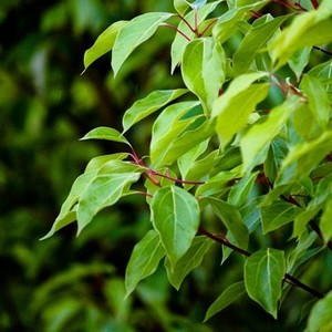 【原装现货】eden botanicals 桉油樟罗文莎叶 单方精油 15ml