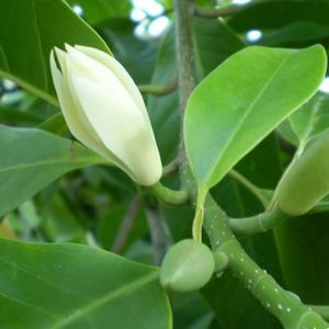 执香黛家精选白玉兰叶精油白玉兰花精油呼吸道甜美10ml