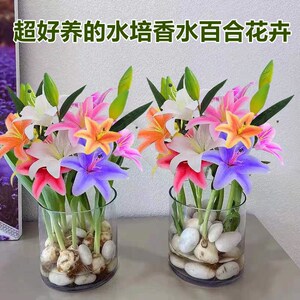 百合花水培室内水养