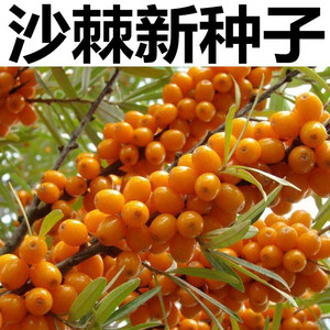 沙棘种子 带刺植物 沙枣醋柳黄酸刺酸刺 沙棘树种子水果药材种子