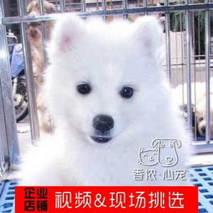 北京犬舍纯种小型银狐幼犬日本尖嘴白色狐狸犬 全国包邮