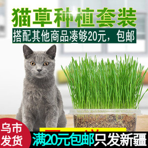 新疆/猫草种子薄荷粉猫零食猫咪去毛球猫草天然大麦营养土种植