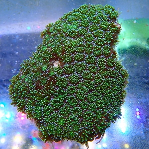 波罗丁 菠萝丁珊瑚 海水缸活体 海洋生物水族迷你 饲养容易 荧光