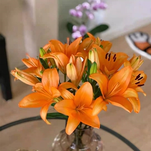 橙色亚百合母亲节鲜切花百合鲜花婚礼水养昆明基地直发航空包邮