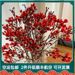 鲜花腊梅红色澳梅年宵花云南基地直发直批家用真花水养过年奥梅花