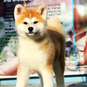 纯种秋田犬真幼犬活体秋田日本秋田犬八忠犬公日本秋田犬宠物狗狗