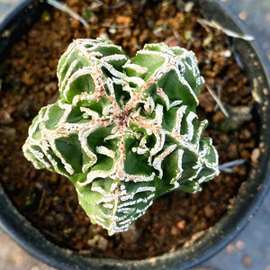 【锦绣玉仙人球】锦绣玉仙人球品牌,价格 - 阿里巴巴