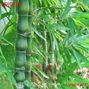 大型花卉盆景佛肚竹罗汉竹苗葫芦竹室内庭院四季常青植物竹子苗